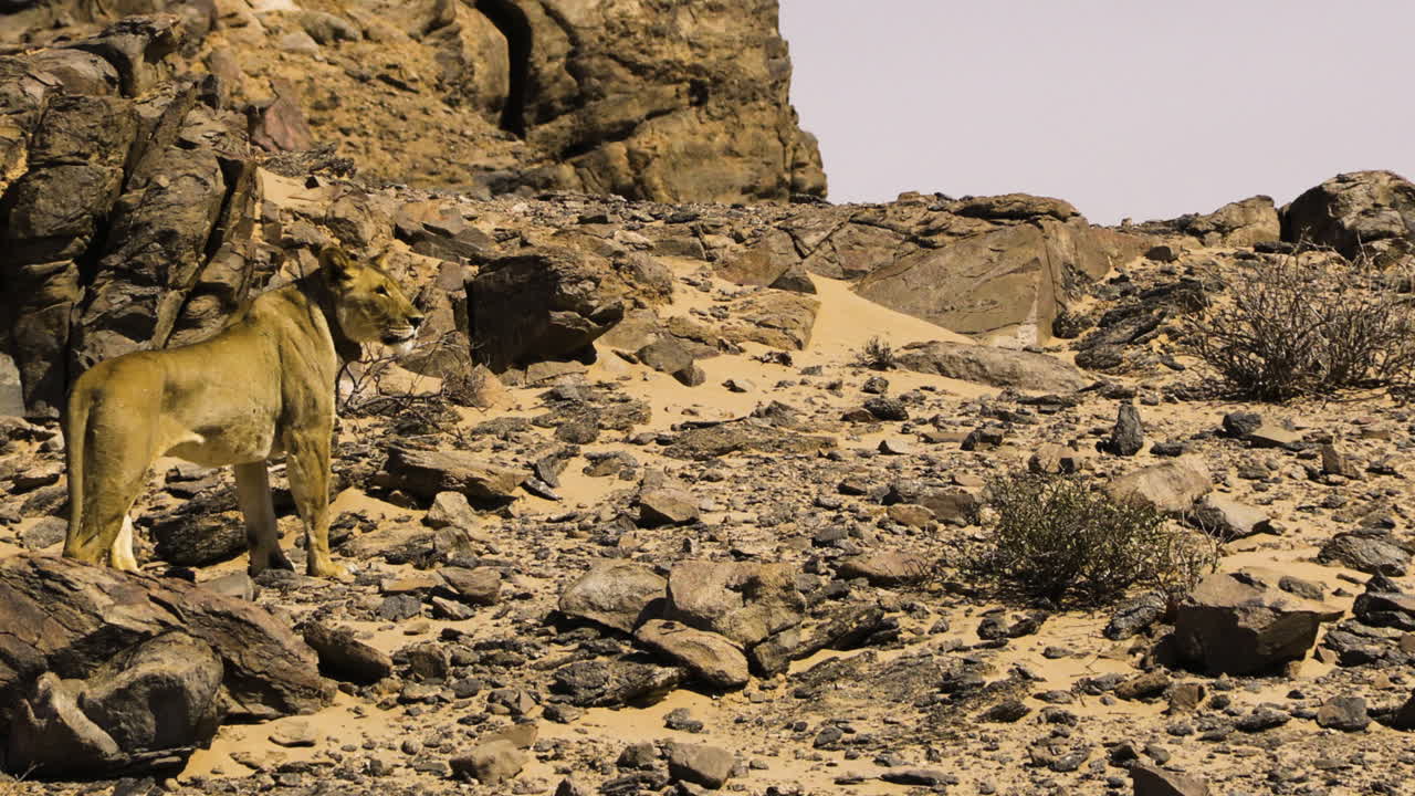 A lioness at the top of a hill made of rocks and desert sand. The predator wears a collar for wildlife observation. She is one of the last desert-adapted lions left in Namibia.