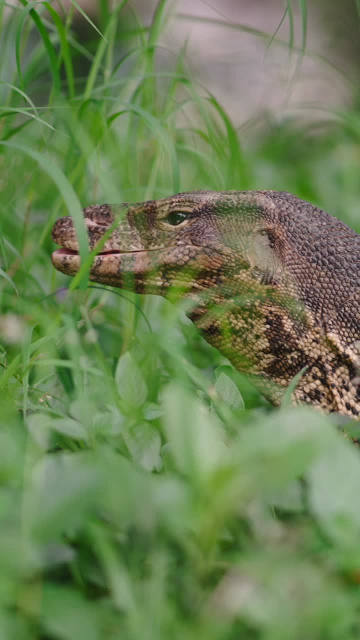 Monitor Lizard in the Grass