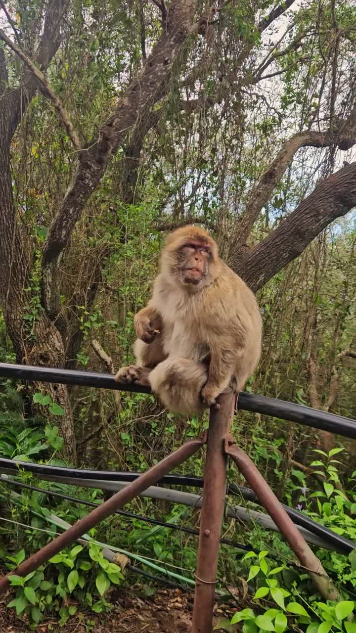 A wild monkey sits calmly on a metal railing surrounded by dense forest vegetation. The animal appears alert and observant, blending natural behavior with a setting influenced by human structures