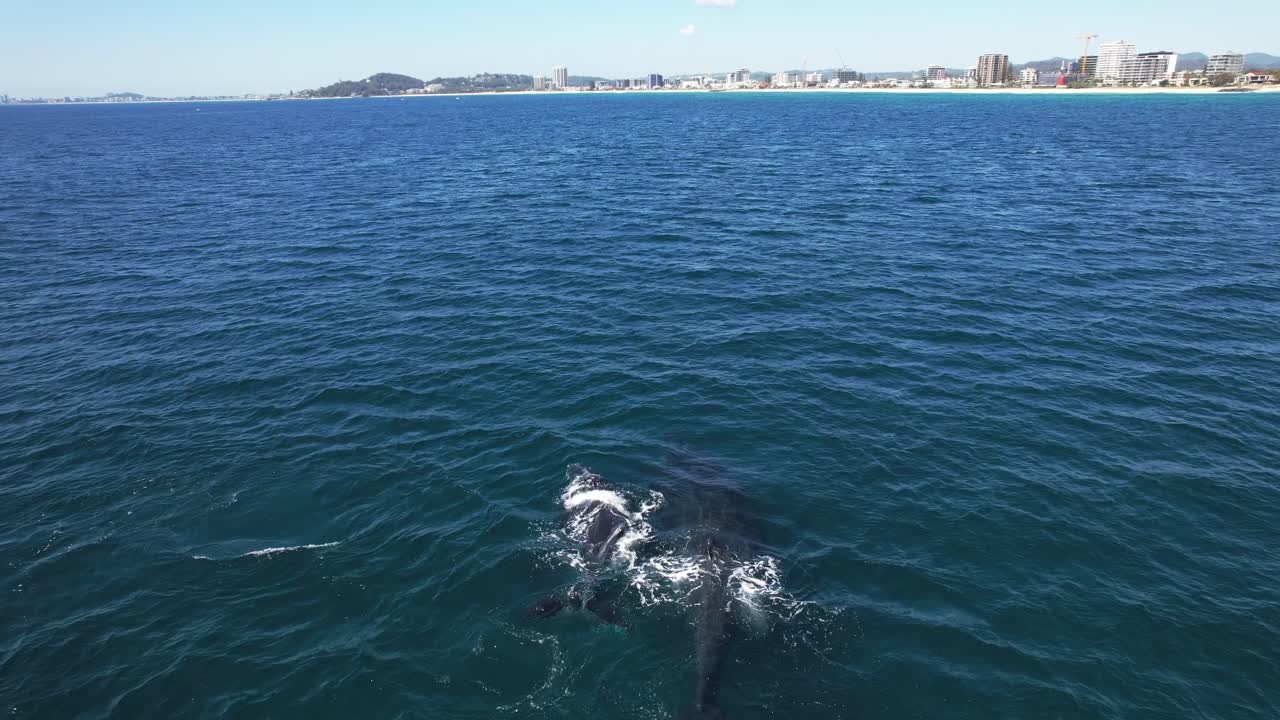 Humpback Whales In Scenic Ocean In QLD, Australia - Drone Shot