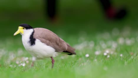 Maskierter-Kiebitz-Rennt-Weg,-Während-Eine-Person-In-Zeitlupe-Mit-Bokeh-Hintergrund-In-Einem-örtlichen-Park-Vorbeigeht