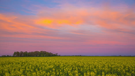 Wunderschöner-Wolkenrosa-Himmel-über-Einer-Gelben-Blumenwiese-In-Der-Abenddämmerung
