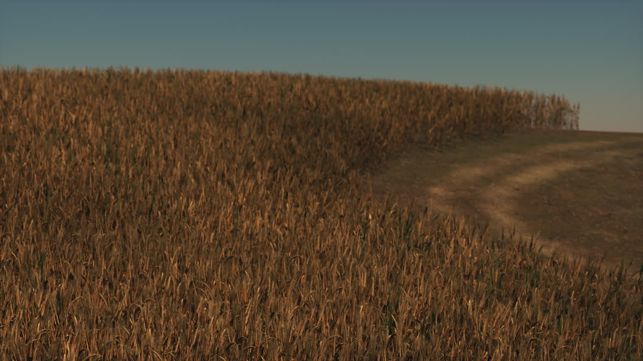 campo de trigo dorado en el paisaje del atardecer