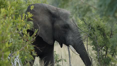 close up of african elephant shaking head at another elephant in slow motion