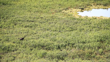 el alce pasta y come hojas en el desierto de alaska