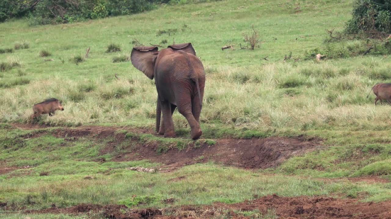 safari de vida silvestre en la sabana en el parque nacional de aberdare, kenia, áfrica oriental