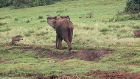 Safari-De-Vida-Silvestre-En-La-Sabana-En-El-Parque-Nacional-De-Aberdare,-Kenia,-África-Oriental