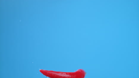 red chili pepper floating with water droplets on blue background