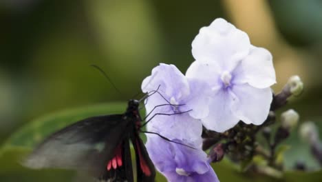 cola de golondrina con manchas rojas mientras chupa el néctar de la flor de brunfelsia pauciflora en el jardín