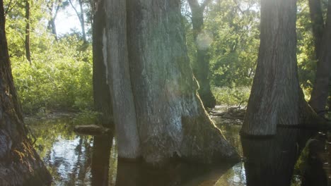 árboles-En-El-Agua-Durante-El-Viento