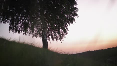 slow slider shot of a birch tree silhouette on a hill during warm summer sunset