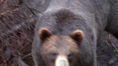 two black bears in the wilderness of alaska