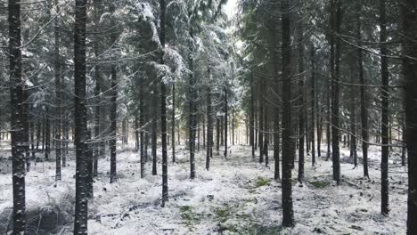 Buscando-Gente-En-El-Bosque-En-Invierno