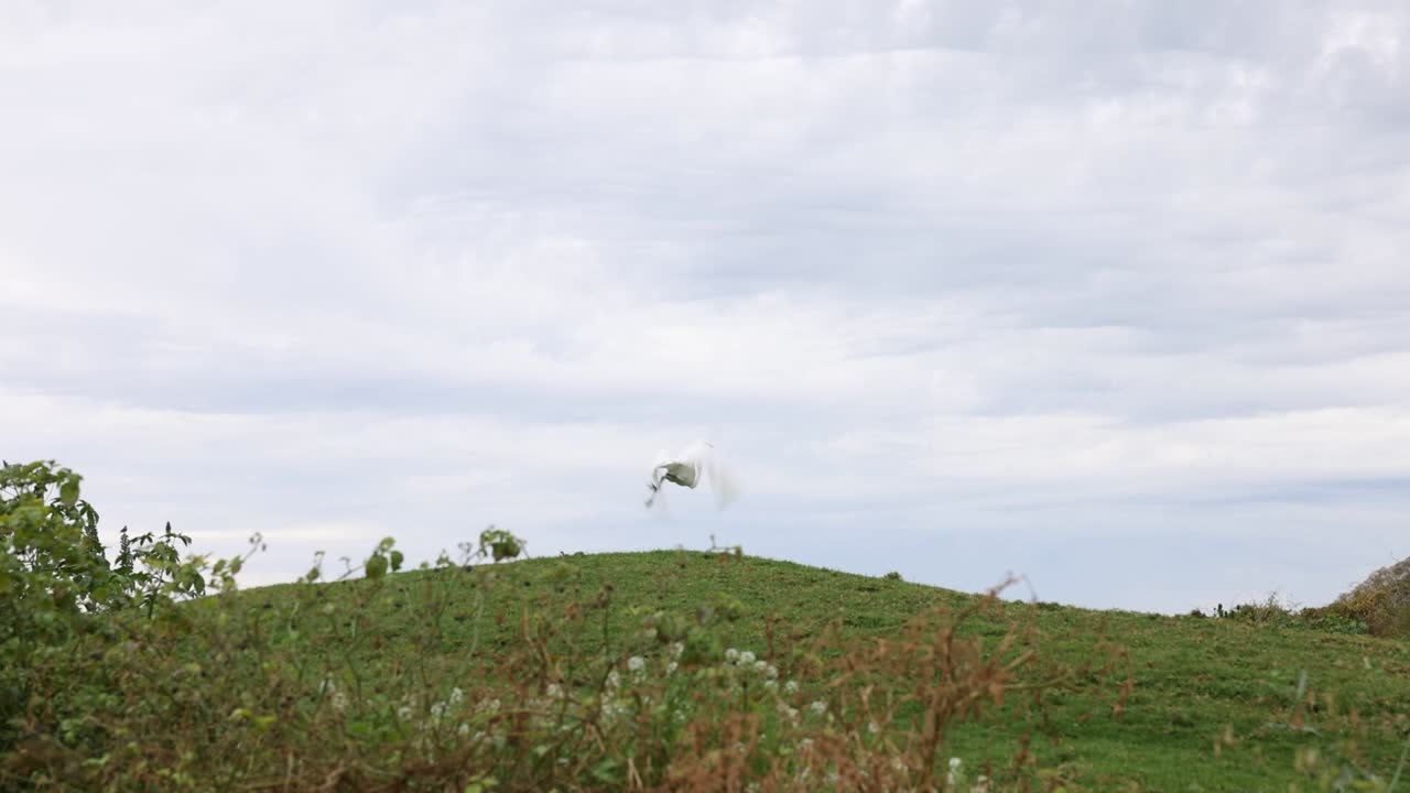 A great egret In Cabo, Mexico