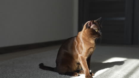 beautiful pedigree pet sitting and moving a tail. adorable brown cat in the room. purebred kitten indoors.