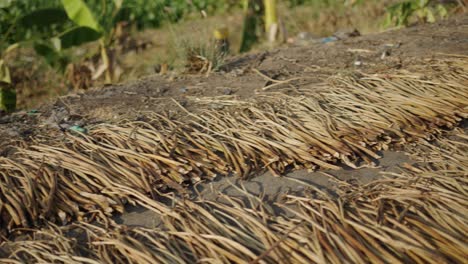 dried plant stems