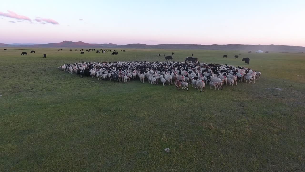 un dron aéreo disparó a un gran rebaño de ovejas y yacs en mongolia.
