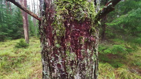 old forest tree trunk with moss during rainfall, motion forward view