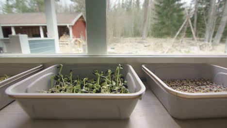 Growing-microgreens-at-home,-kale,-sunflower,-peas-in-containers,-tracking-left