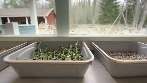 growing microgreens at home, kale, sunflower, peas in containers, tracking left