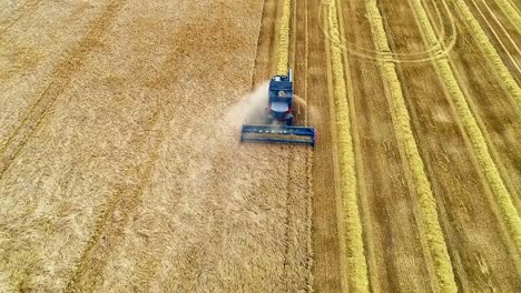 A-golden-field-of-spring-barley-being-harvested-on-a-beautiful-English-summer's-day,-the-epitome-of-rural-life-in-England