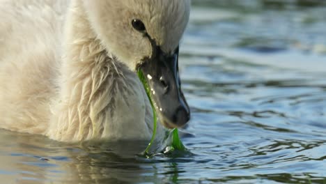 primer plano de la cabeza de un cigno negro que se alimenta de plantas acuáticas en un estanque en cámara lenta