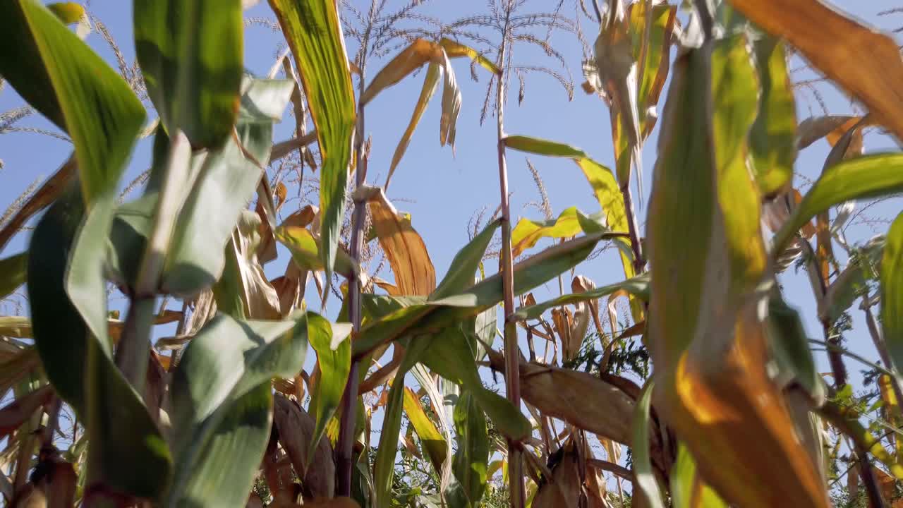 Slow movement in a cornfield