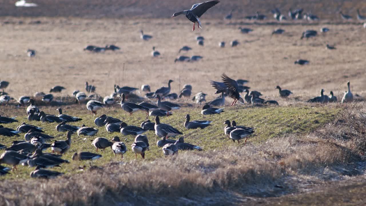 una gran bandada de gansos albifrones de frente blanca en el campo de trigo de invierno durante la migración de primavera