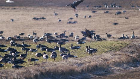 a large flock of white-fronted geese albifrons on winter wheat field during spring migration