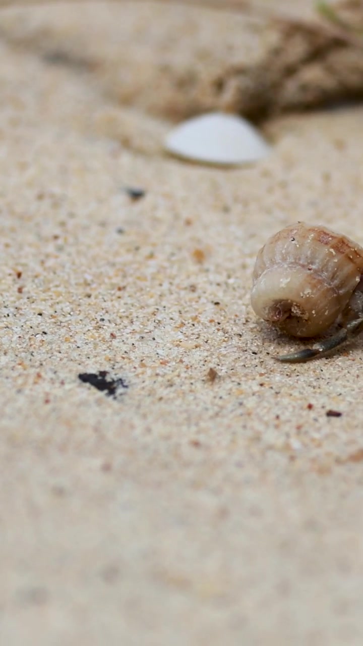 A tiny hermit crab explores sandy terrain, showcasing its shell and delicate legs in Phuket.