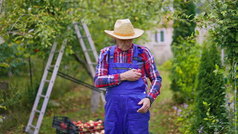 garden apples harvesting into baskets. farmer man working with fresh fruits and baskets.