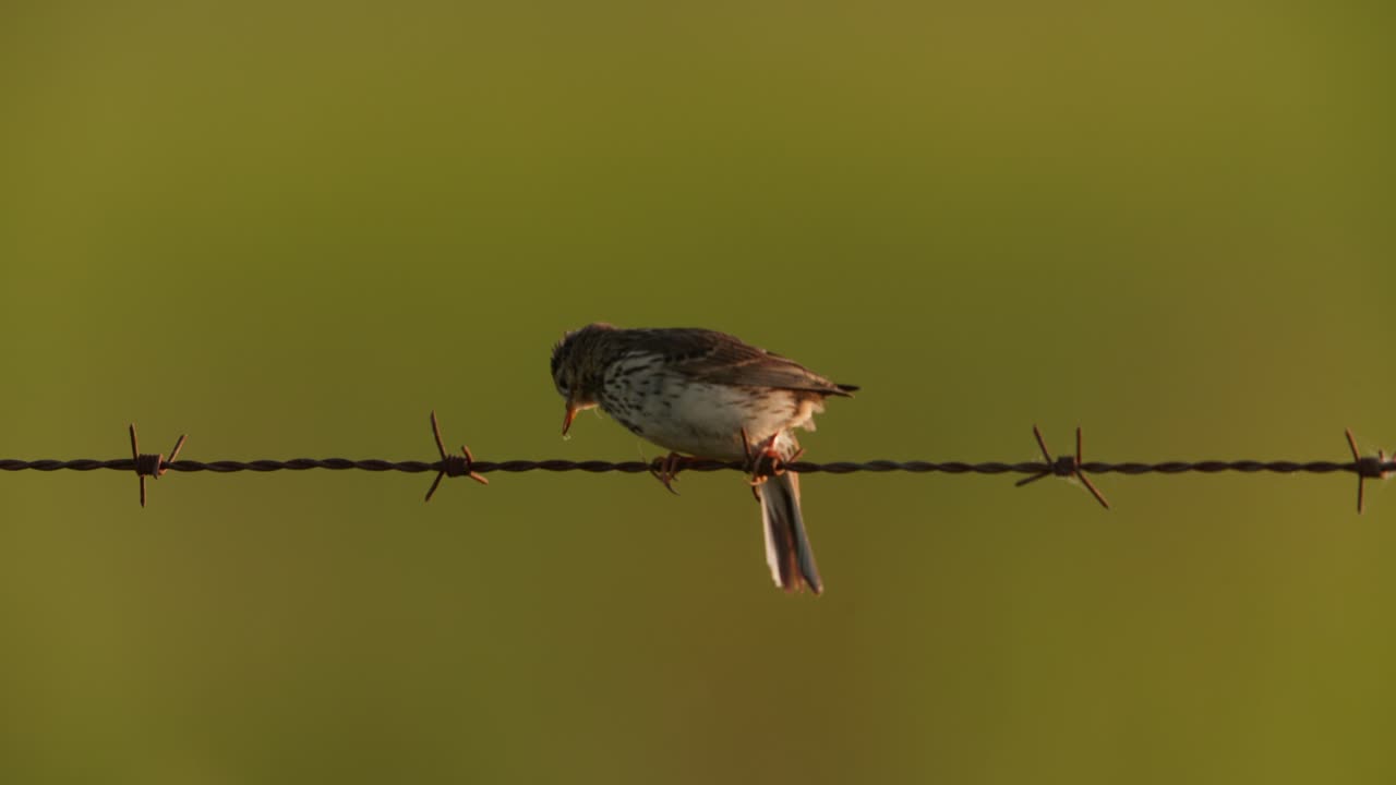 Small Bird on a Fence