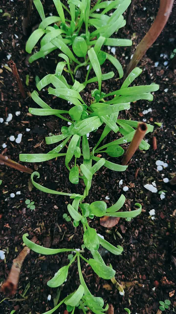 Close up of young plants growing in soil