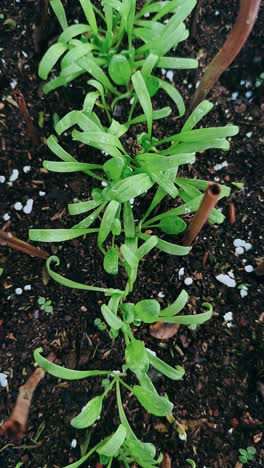 close up of young plants growing in soil