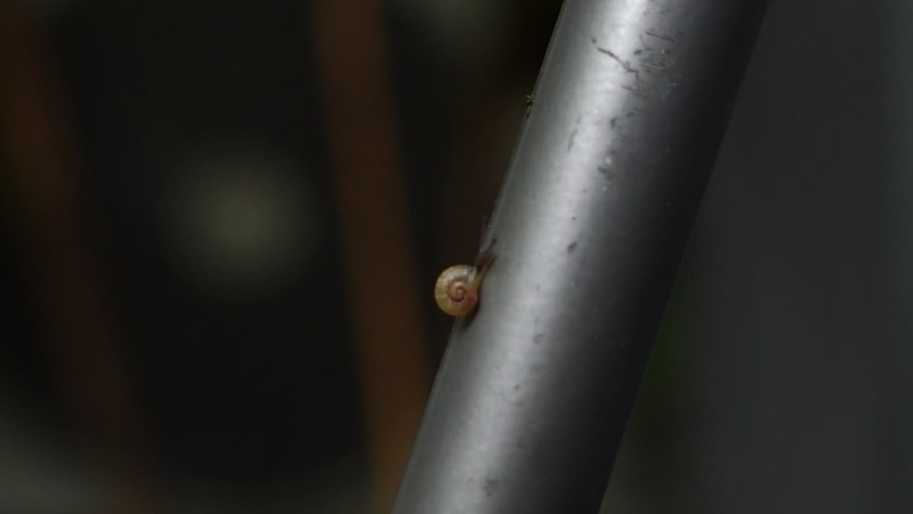 Detailed 4K close-up of a garden snail crawling on a metallic bar. The focus is on the snail's shell and antennae as it moves slowly against a blurred background