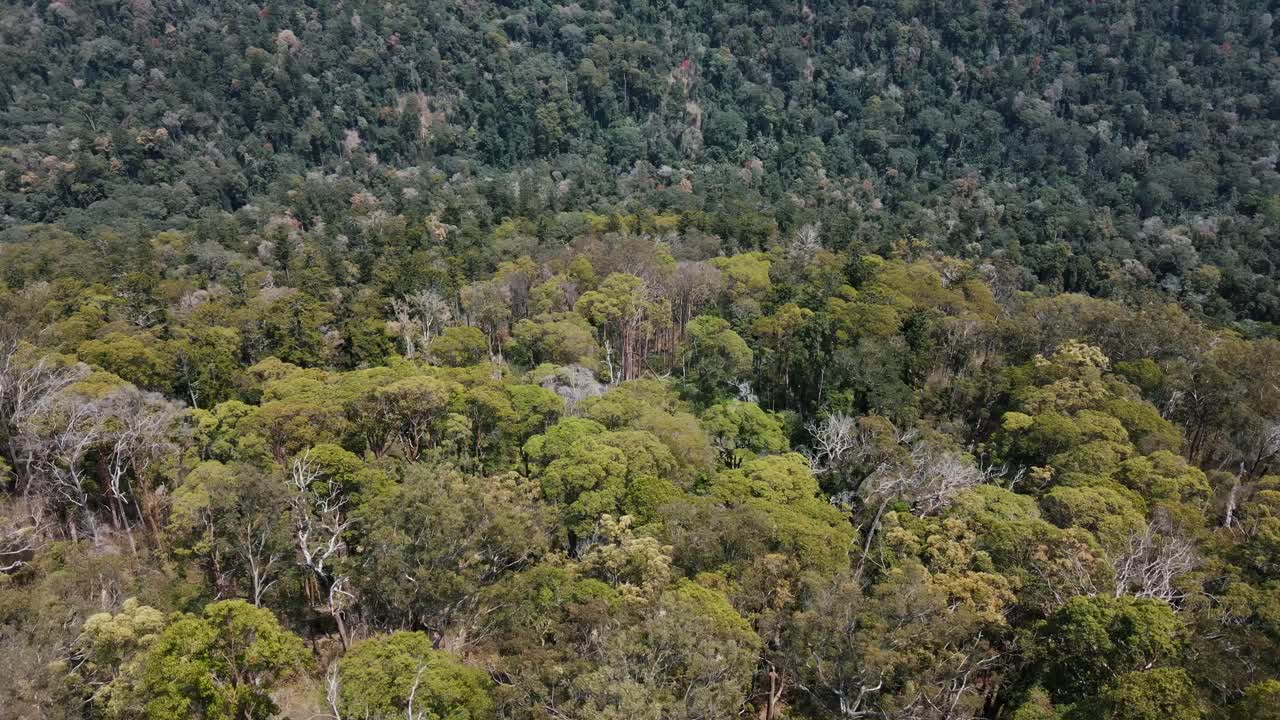 paralaje lento aéreo de avión no tripulado moviéndose hacia atrás sobre árboles y montañas nativas australianas