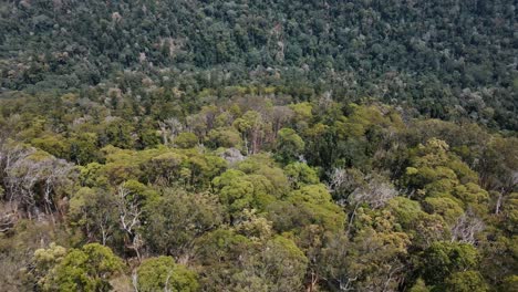 Drone-aerial-slow-parallax-moving-back-over-Australian-native-trees-and-mountains