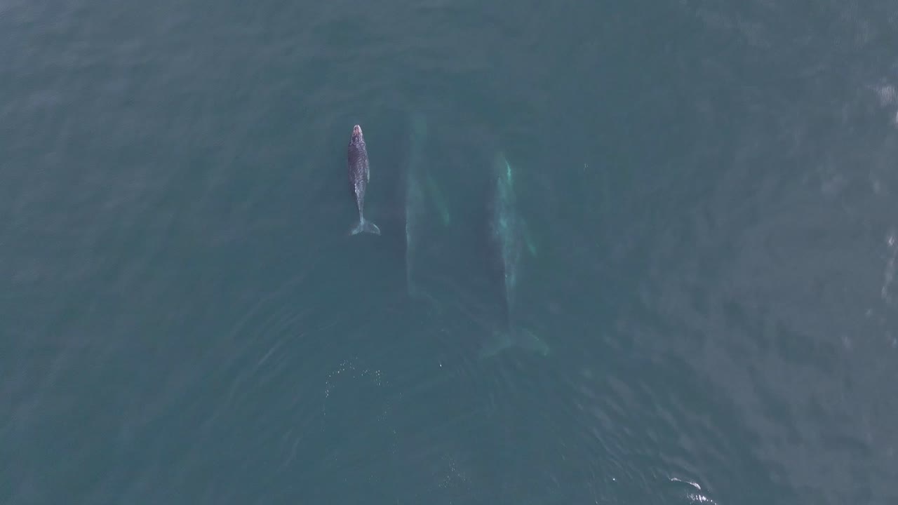 공중: 어린 송아지와 함께 바다에서 수영하는 혹등고래