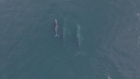 antena: ballenas jorobadas nadando en el océano con ternero joven