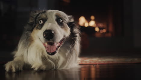 el perro yace en el suelo de la habitación, detrás de la chimenea arde un fuego. calidez, comodidad y vacaciones navideñas.
