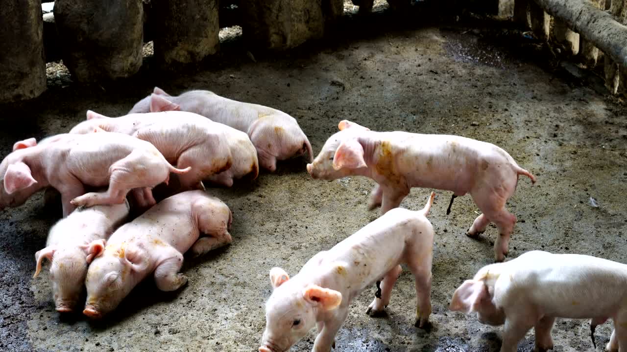 새끼 돼지, 농장 동물