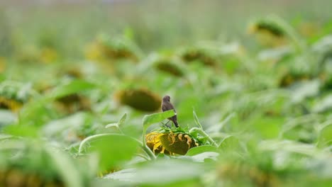 Visto-Desde-Atrás-Mientras-Busca-Algo-De-Comida-En-Un-Campo-De-Girasoles-Durante-Un-Día-Ventoso,-Pied-Bushchat-Saxicola-Caprata,-Tailandia