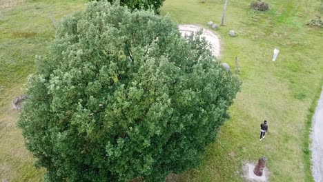 persona caminando alrededor de un árbol en el campo