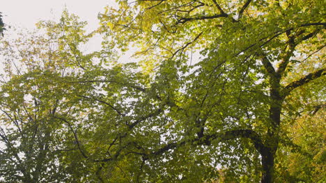 trees along the walkway on eastern parkway in brooklyn