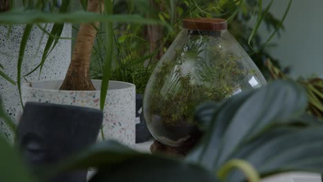 botanical workshop with the tiny self-sufficient ecosystem in the glass terrarium rack focus medium shot