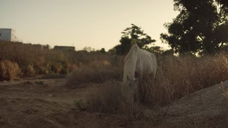 Weißes-Pferd-Im-Senegal-Südlich-Der-Sahara.\n