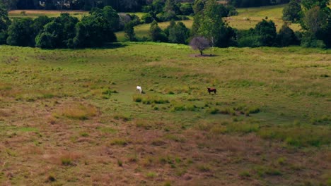 Domestic-Animals-Grazing-On-Green-Meadows-Of-North-Brisbane-In-Queensland,-Australia