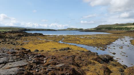 seaweed in loch dunvegan in isle of skye, scotland during the low tide