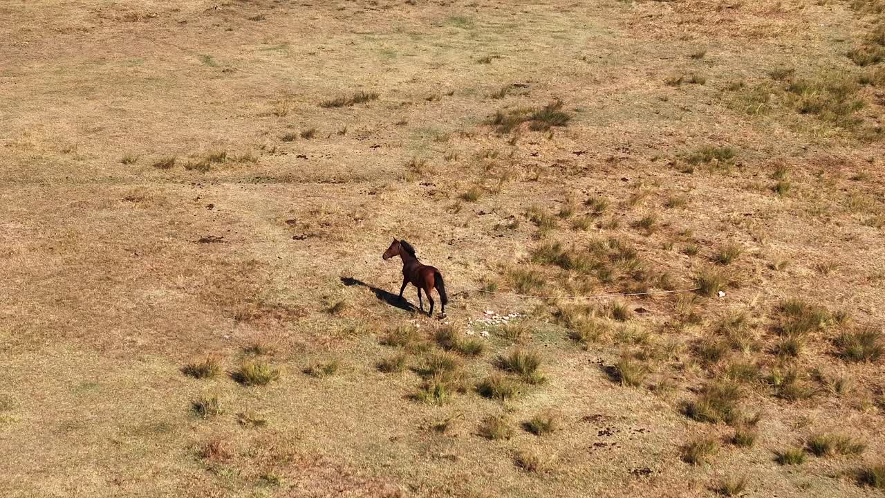 el caballo vagando en cámara lenta