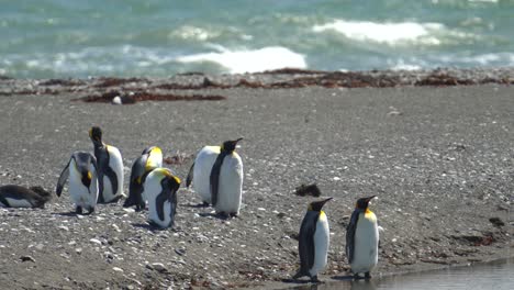 king penguin animal family on beach in conservation area of parque pinguino rey